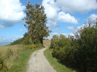 Unterwegs auf dem Ostsee-Radweg bei Altef&auml;hr auf der Insel R&uuml;gen